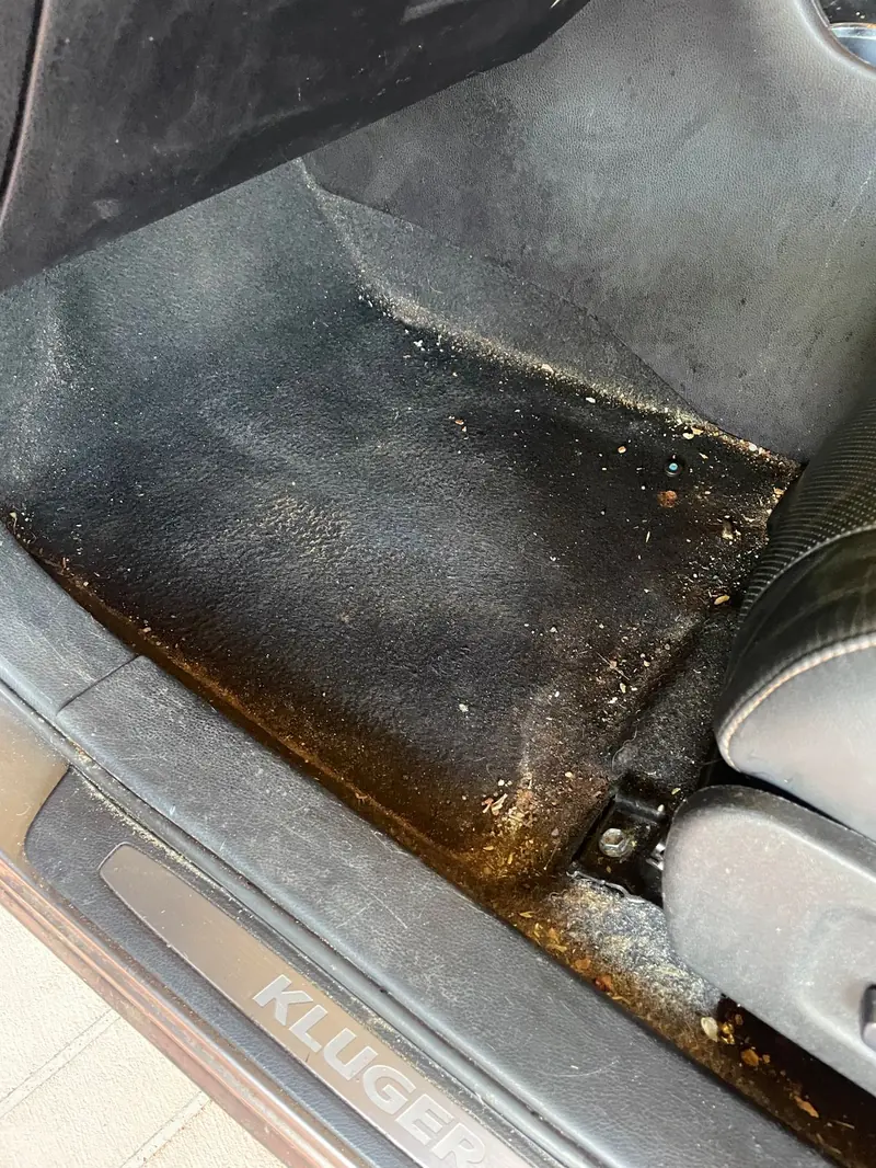 Mould along the carpet edge